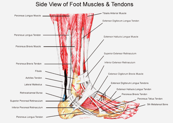 anatomy of foot. Anatomy of the Foot