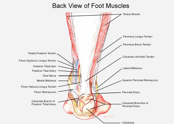 How Fit Are Your Feet?